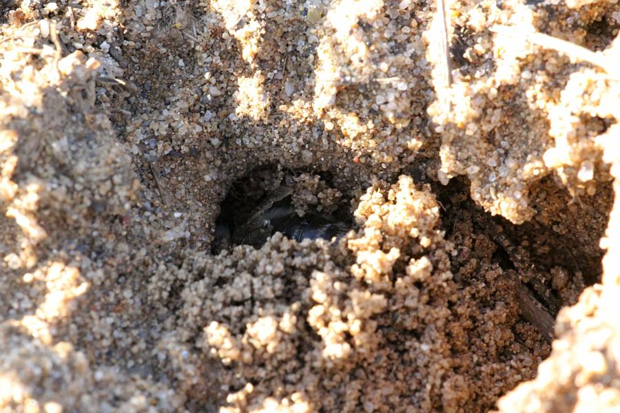 Пчела роет нору в песке весной, чтобы вывести там потомство. Вероятно, это пчела-штукатур Коллет пушистый (лат Colletes cunicularius)