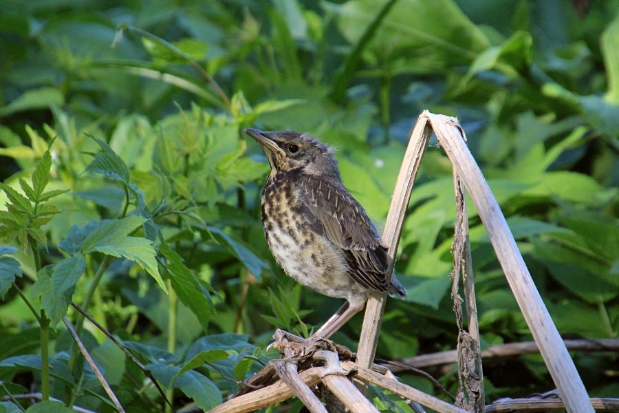 Птенец-слёток дрозда-рябинника (Turdus pilaris) с короткими перьями хвоста и крыльев, пушком на голове, прячется среди сухих веток