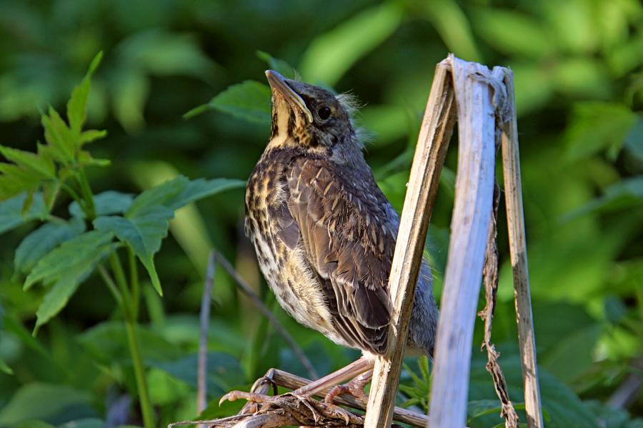 Птенец-слёток дрозда-рябинника (Turdus pilaris) с короткими перьями хвоста и крыльев, пушком на голове, прячется среди сухих веток