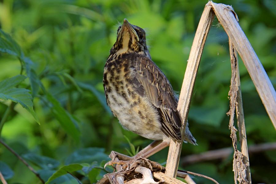 Птенец-слёток дрозда-рябинника (Turdus pilaris) с короткими перьями хвоста и крыльев, пушком на голове, прячется среди сухих веток