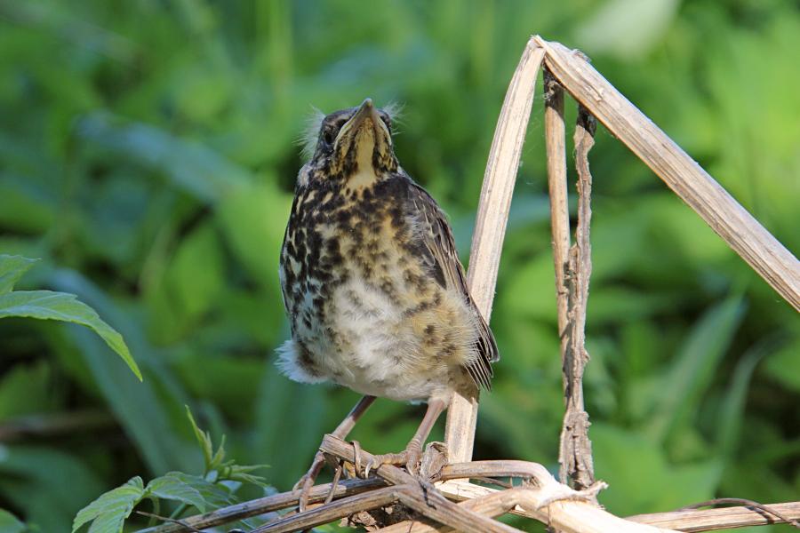 Птенец-слёток дрозда-рябинника (Turdus pilaris) с короткими перьями хвоста и крыльев, пушком на голове, прячется среди сухих веток