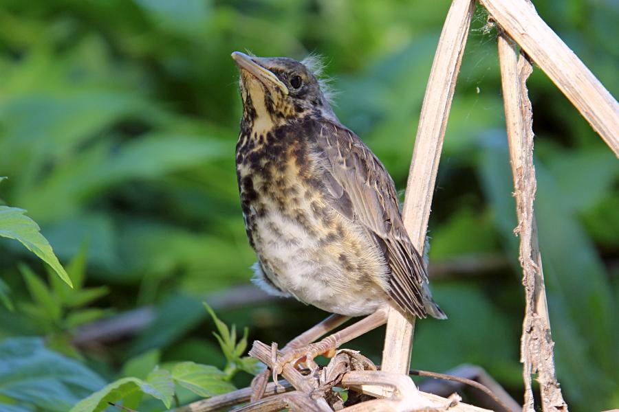 Птенец-слёток дрозда-рябинника (Turdus pilaris) с короткими перьями хвоста и крыльев, пушком на голове, прячется среди сухих веток