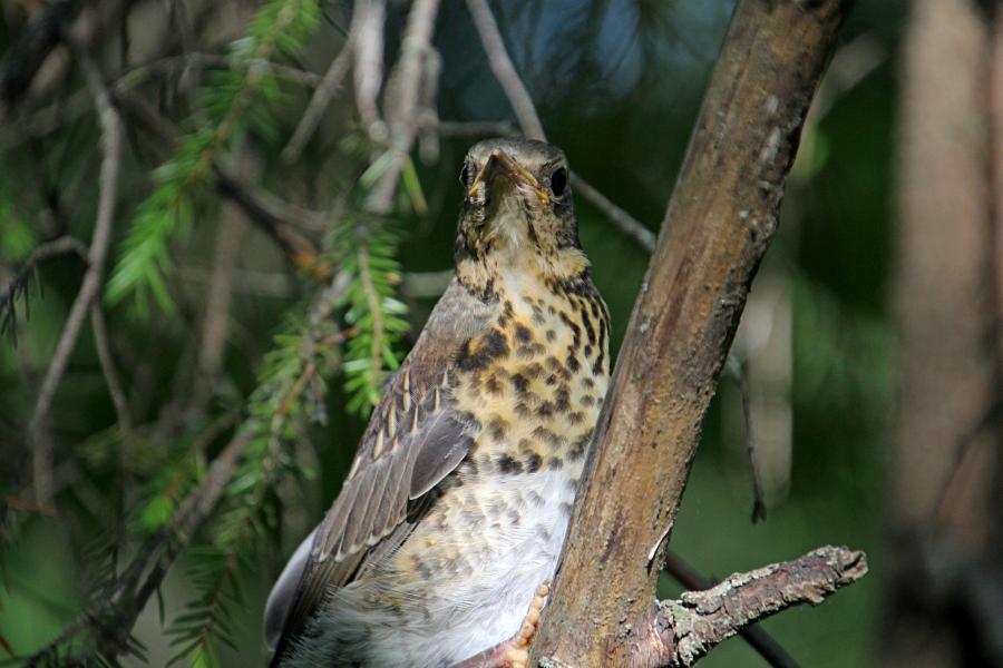 Птенец-слёток дрозда-рябинника (Turdus pilaris) с короткими перьями хвоста и крыльев, пушком на голове, прячется среди сухих веток