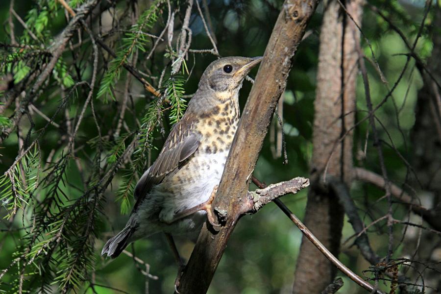 Птенец-слёток дрозда-рябинника (Turdus pilaris) с короткими перьями хвоста и крыльев, пушком на голове, прячется среди сухих веток