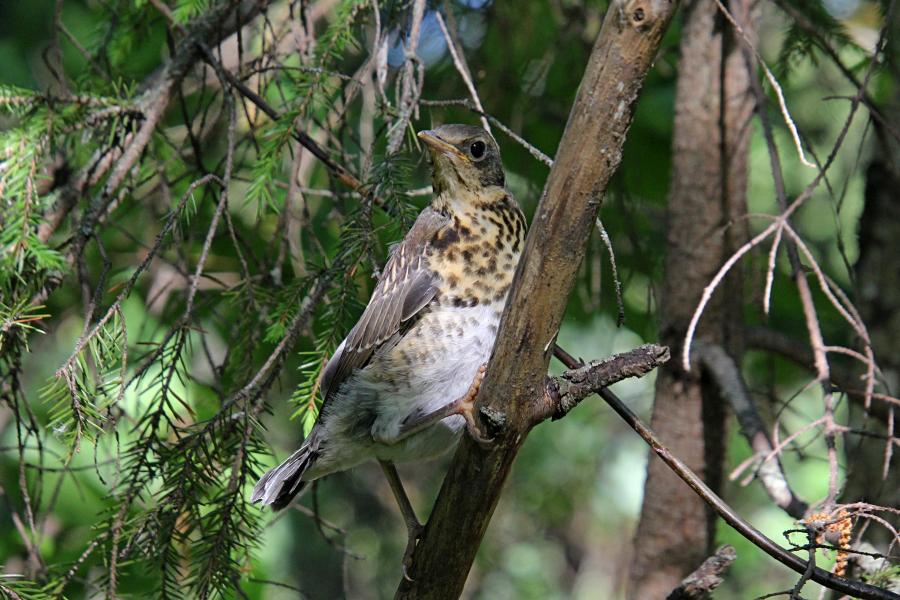 Птенец-слёток дрозда-рябинника (Turdus pilaris) с короткими перьями хвоста и крыльев, пушком на голове, прячется среди сухих веток