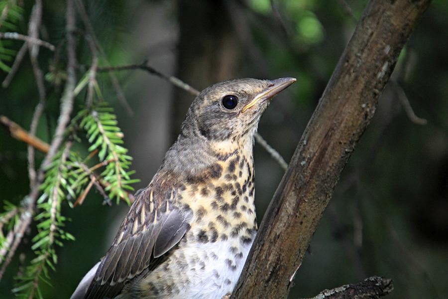 Птенец-слёток дрозда-рябинника (Turdus pilaris) с короткими перьями хвоста и крыльев, пушком на голове, прячется среди сухих веток