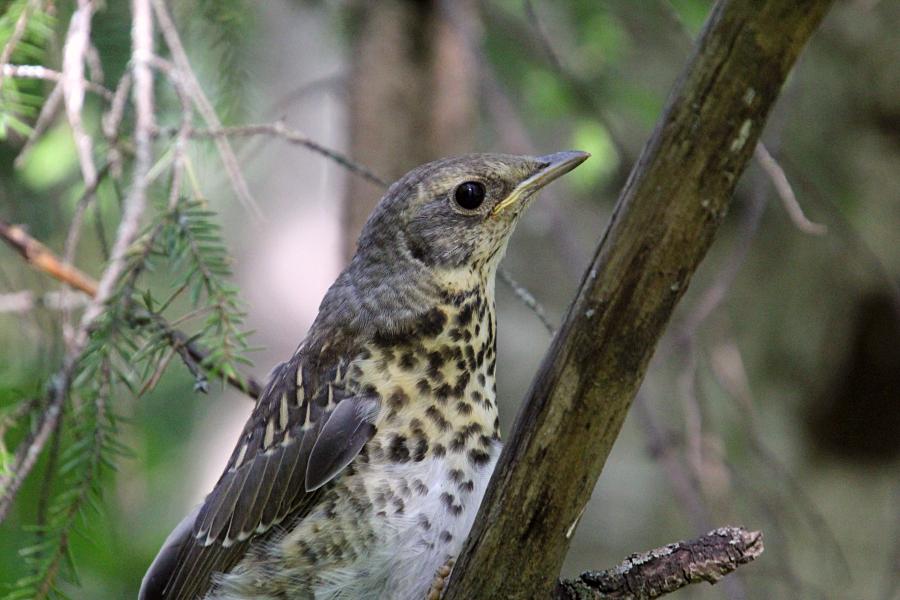 Птенец-слёток дрозда-рябинника (Turdus pilaris) с короткими перьями хвоста и крыльев, пушком на голове, прячется среди сухих веток