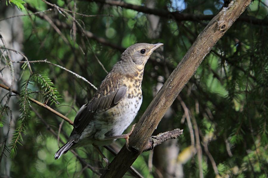 Птенец-слёток дрозда-рябинника (Turdus pilaris) с короткими перьями хвоста и крыльев, пушком на голове, прячется среди сухих веток