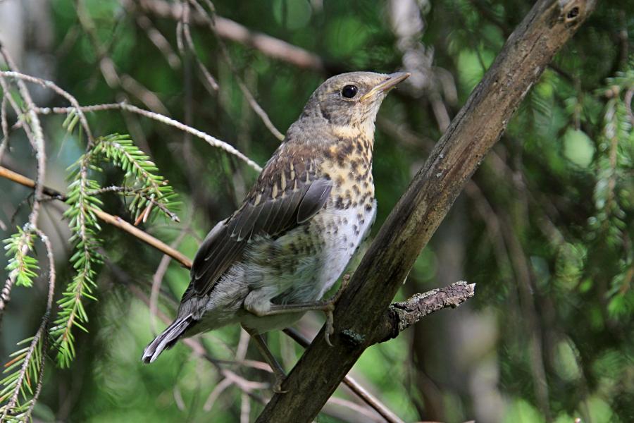 Птенец-слёток дрозда-рябинника (Turdus pilaris) с короткими перьями хвоста и крыльев, пушком на голове, прячется среди сухих веток