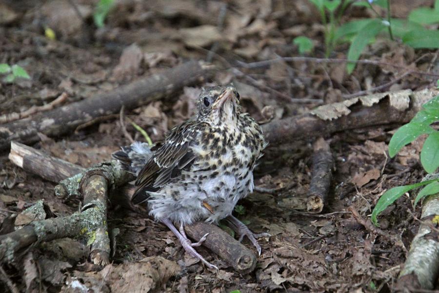 Птенец-слёток дрозда-рябинника (Turdus pilaris) с короткими перьями хвоста и крыльев, пушком на голове, прячется среди сухих веток