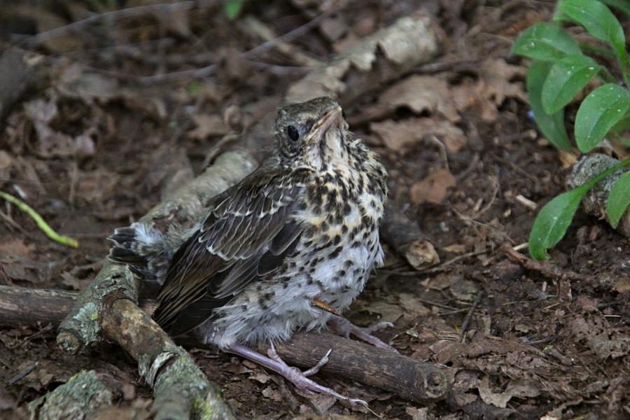 Птенец-слёток дрозда-рябинника (Turdus pilaris) с короткими перьями хвоста и крыльев, пушком на голове, прячется среди сухих веток