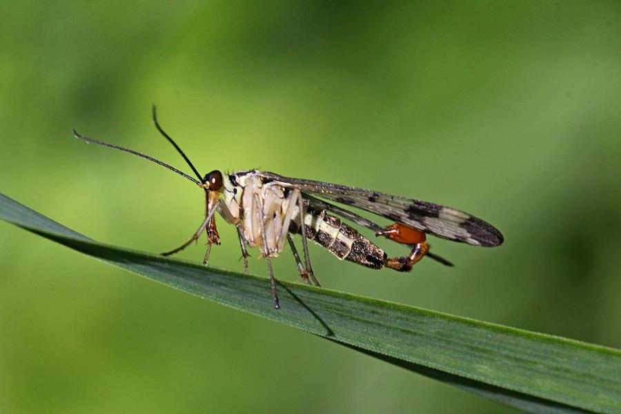 Скорпионовая муха, скорпионница (лат. Panorpa) - жёлтая муха с чёрным узором на крыльях и жалом скорпиона на хвосте самца
