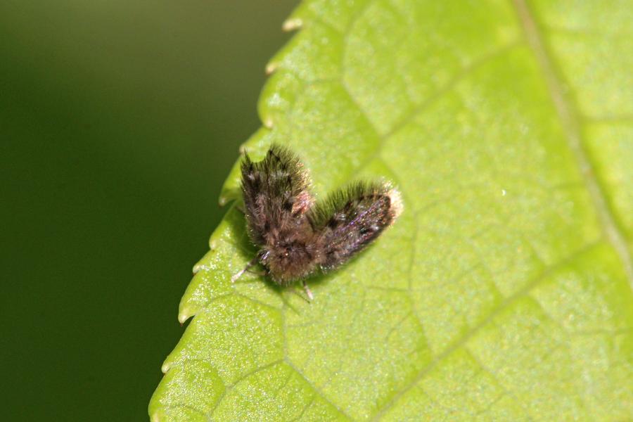 Бабочница (лат. Psychodidae, вероятно Clogmia albipunctata) мелкое наскомое (несколько миллиметров) с опушенным волосками телом и крыльями как у бабочек, пушистыми усиками и лапками, относящееся к отряду двукрылых, родственница москитов