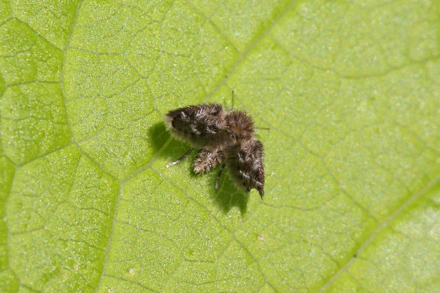 Бабочница (лат. Psychodidae, вероятно Clogmia albipunctata) мелкое наскомое (несколько миллиметров) с опушенным волосками телом и крыльями как у бабочек, пушистыми усиками и лапками, относящееся к отряду двукрылых, родственница москитов