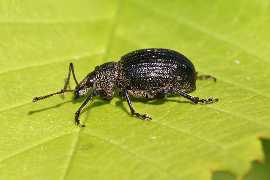 Жук скосарь печальный (Otiorhynchus tristis), относящийся к роду скосари, они же хоботники, они же ушастые слоники. Некрупный жук-слоник чёрного цвета на зелёном листе