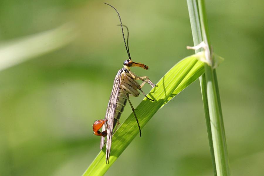Скорпионовая муха, скорпионница (лат. Panorpa) - жёлтая муха с чёрным узором на крыльях и жалом скорпиона на хвосте самца