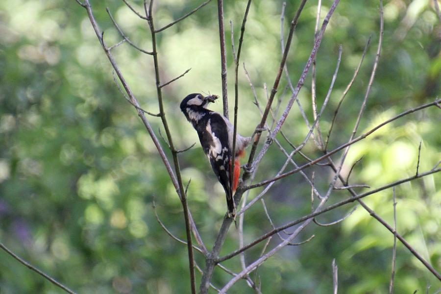 Большой пёстрый дятел (лат. Dendrocopos major), самка собирает насекомых, чтобы покормить птенца