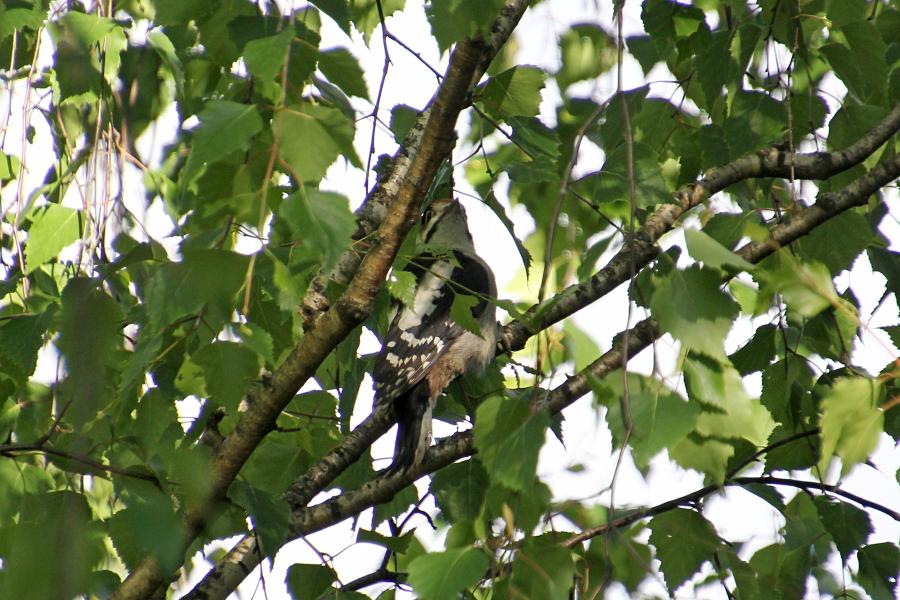 Большой пёстрый дятел (лат. Dendrocopos major), молодой птенец-слёток с красной шапочкой на голове