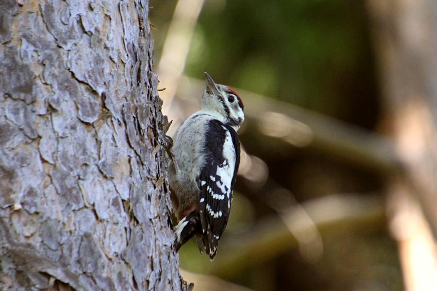 Большой пёстрый дятел (лат. Dendrocopos major), молодой птенец-слёток с красной шапочкой на голове