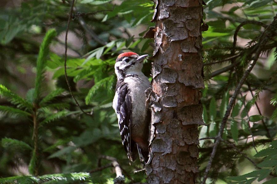 Большой пёстрый дятел (лат. Dendrocopos major), молодой птенец-слёток с красной шапочкой на голове