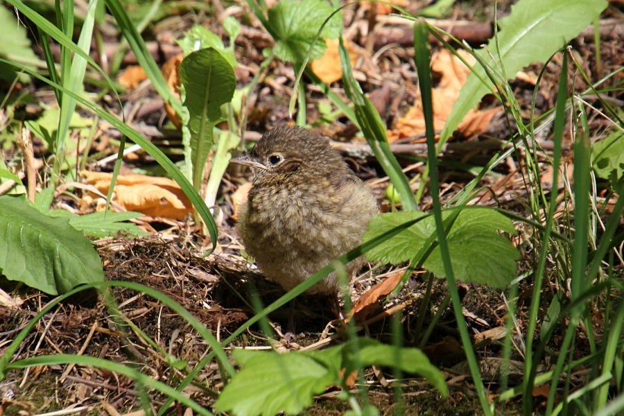 Маленькие пушистые птенцы-слётки горихвостки обыкновенной (Phoenicurus phoenicurus) на земле среди травы