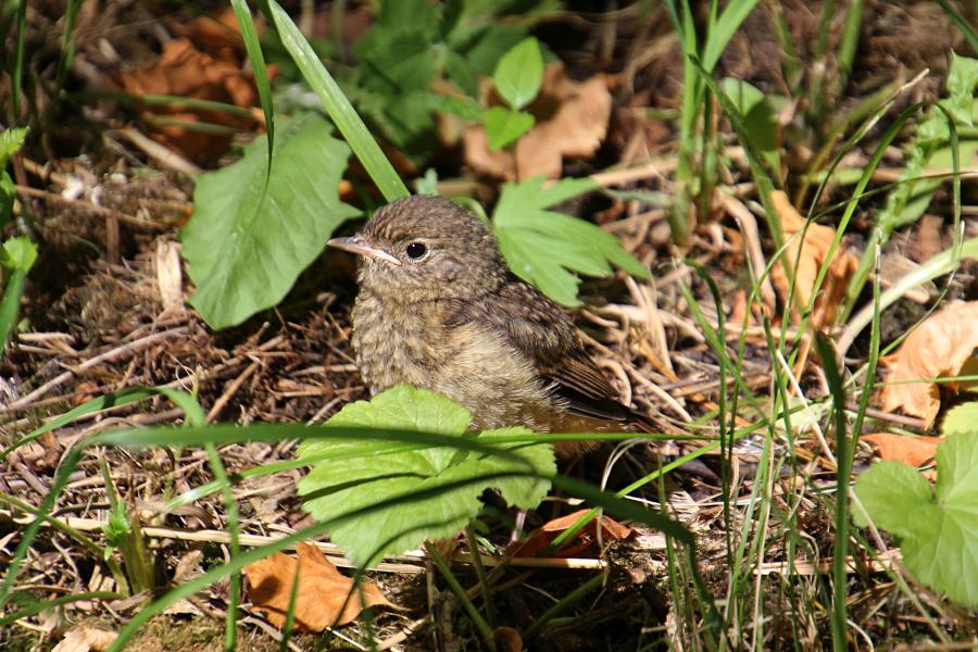 Маленькие пушистые птенцы-слётки горихвостки обыкновенной (Phoenicurus phoenicurus) на земле среди травы