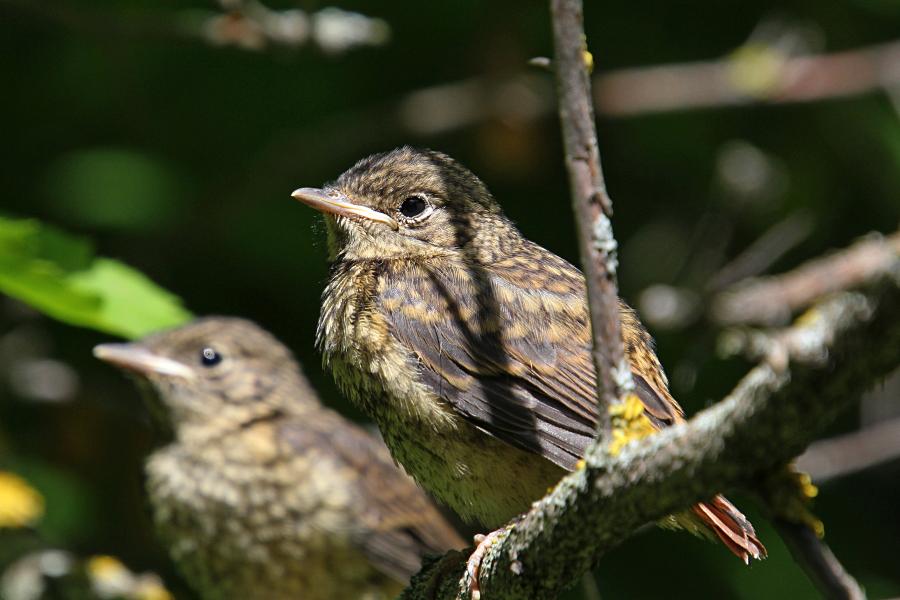 Маленькие пушистые птенцы-слётки горихвостки обыкновенной (Phoenicurus phoenicurus) на ветке дерева