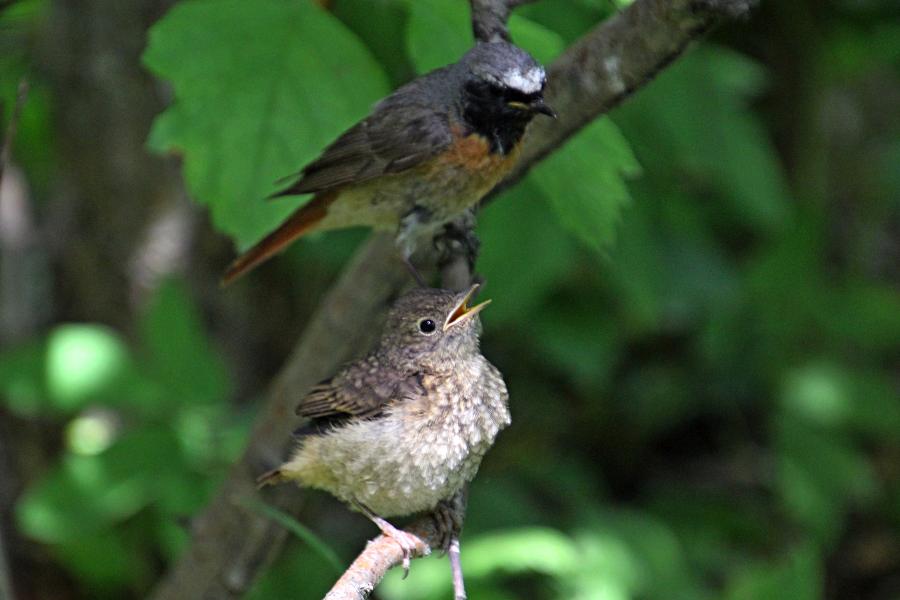 Маленькие пушистые птенцы-слётки горихвостки обыкновенной (Phoenicurus phoenicurus) во время кормления родителями