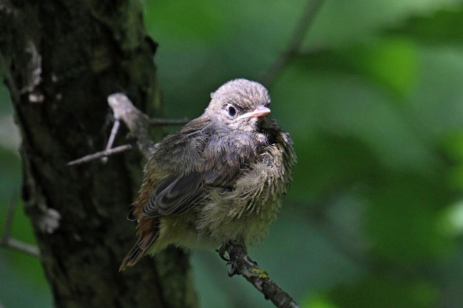 Маленькие пушистые птенцы-слётки горихвостки обыкновенной (Phoenicurus phoenicurus) на ветке дерева