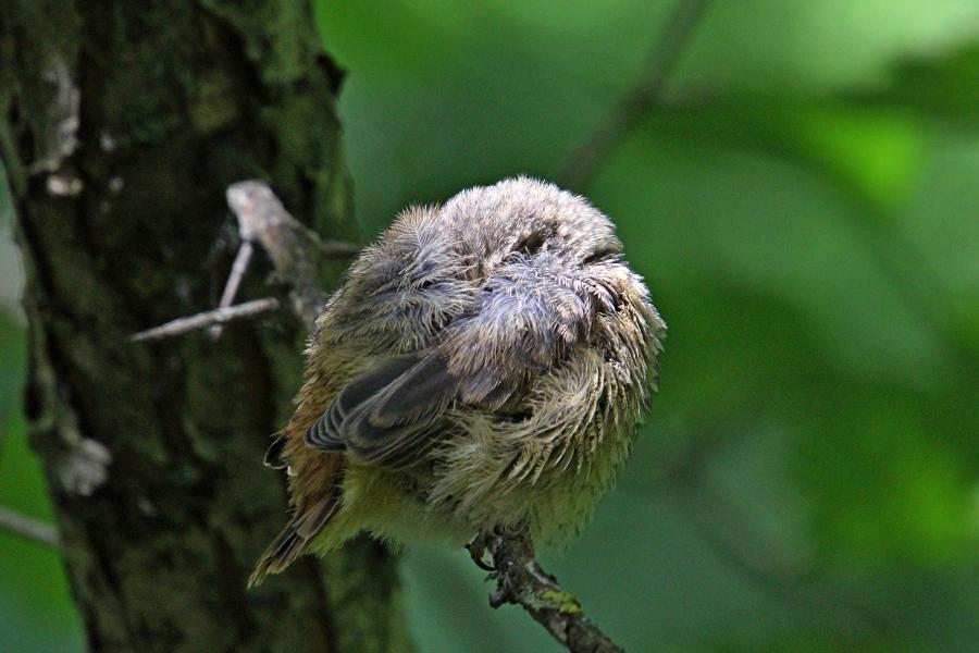 Маленькие пушистые птенцы-слётки горихвостки обыкновенной (Phoenicurus phoenicurus) на ветке дерева, спрятал голову под крыло