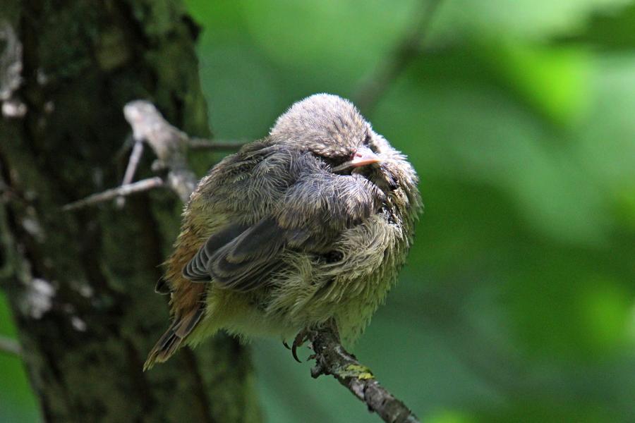 Маленькие пушистые птенцы-слётки горихвостки обыкновенной (Phoenicurus phoenicurus) заснул на ветке дерева