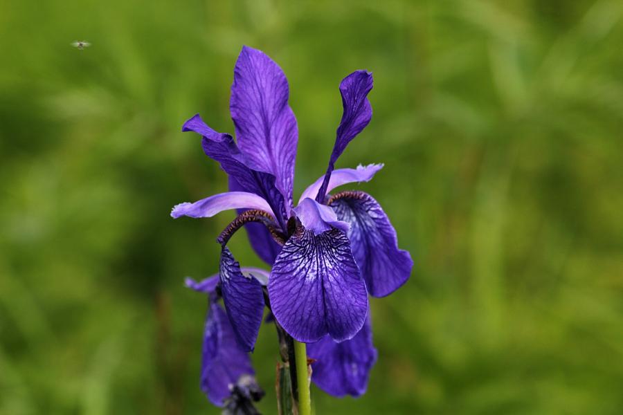 Синие трёхлопастные цветы дикого ириса (он же касатик сибирский,лат. Iris sibirica) на заливных лугах в пойме реки Вятки недалеко от Кирово-Чепецка