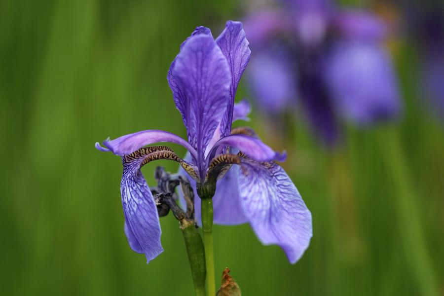 Синие трёхлопастные цветы дикого ириса (он же касатик сибирский,лат. Iris sibirica) на заливных лугах в пойме реки Вятки недалеко от Кирово-Чепецка