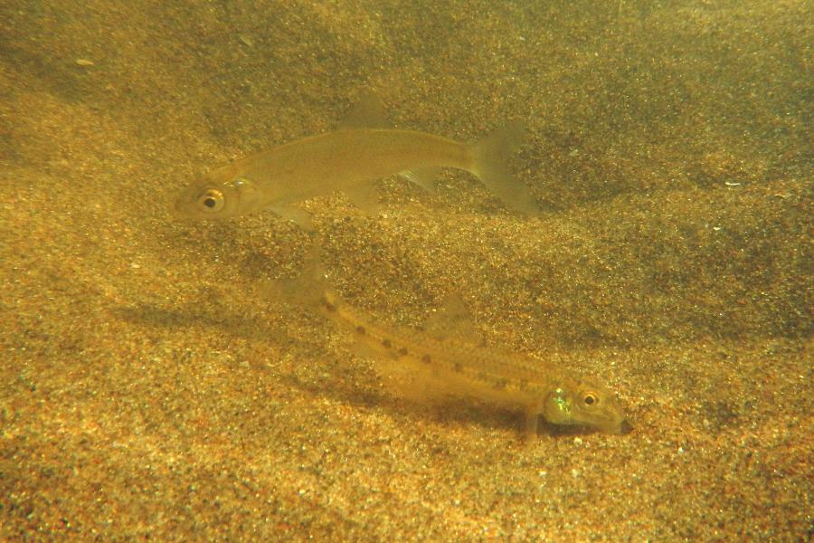 Мелкие рыбёшки и мальки роются в песчаном дне речки Быстрицы