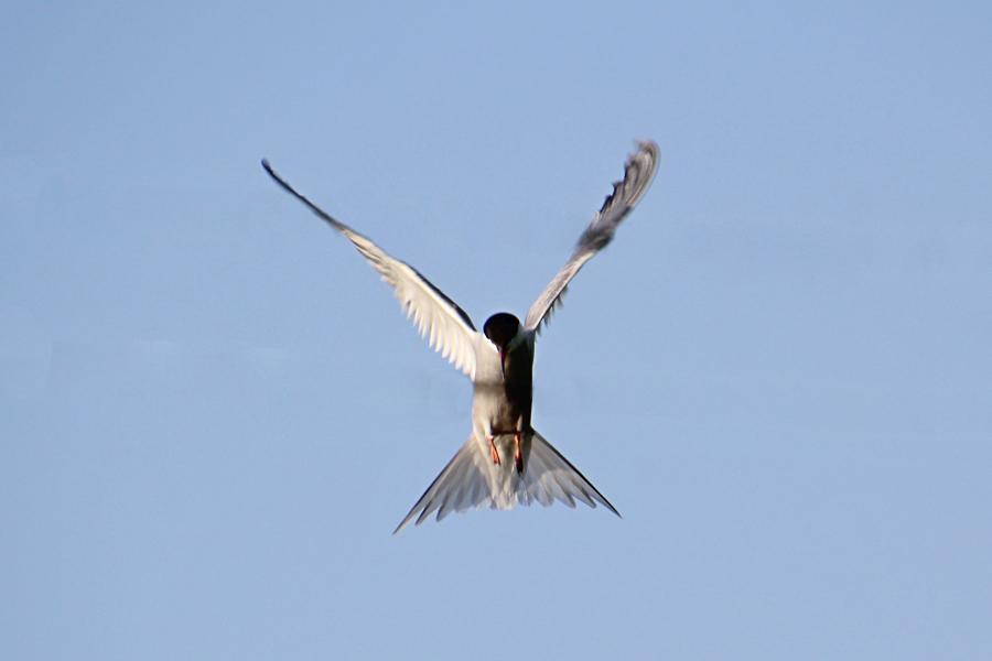 Речная, или обыкновенная крачка (лат. Sterna hirundo) - стройная птица светло-серого цвета с раздвоенным хвостом и чёрной верхней половиной головы, зависает в воздухе над водой и пикирует