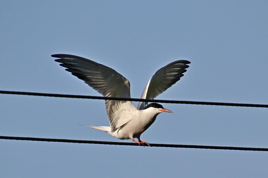 Речная, или обыкновенная крачка (лат. Sterna hirundo) - стройная птица светло-серого цвета с раздвоенным хвостом и чёрной верхней половиной головы, садится на провода