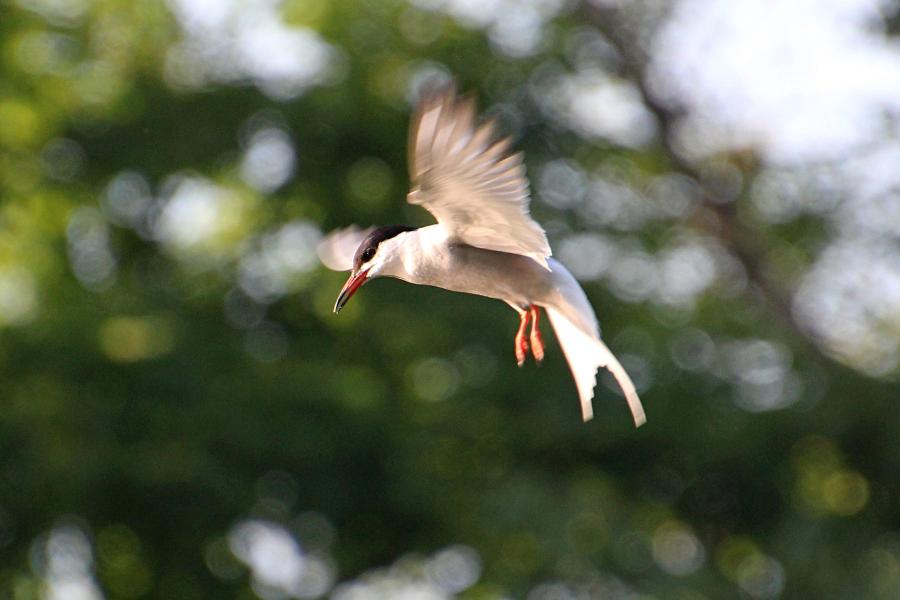 Речная, или обыкновенная крачка (лат. Sterna hirundo) - стройная птица светло-серого цвета с раздвоенным хвостом и чёрной верхней половиной головы, зависает в воздухе над водой и пикирует