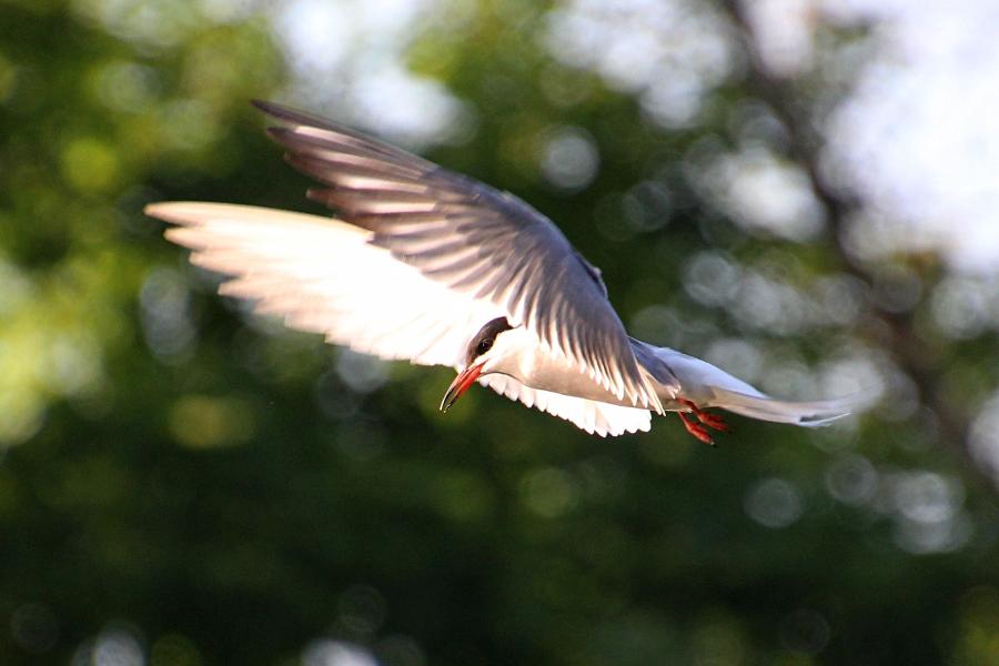 Речная, или обыкновенная крачка (лат. Sterna hirundo) - стройная птица светло-серого цвета с раздвоенным хвостом и чёрной верхней половиной головы, зависает в воздухе над водой и пикирует