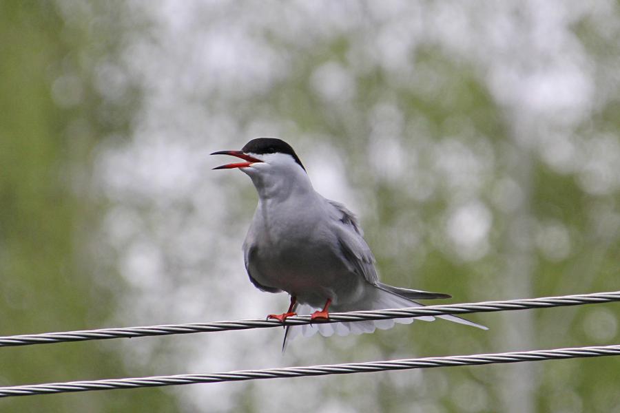 Речная, или обыкновенная крачка (лат. Sterna hirundo) - стройная птица светло-серого цвета с раздвоенным хвостом и чёрной верхней половиной головы, сидит на проводах