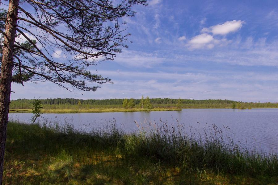 Озеро Орловское - гидрологический памятник природы Кировской области, находится в Кумёнском районе, в лесах на другой стороне реки Ивкины, напротив санатория Сосновый бор