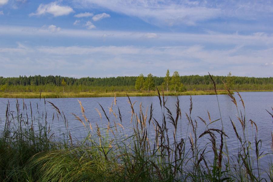 Озеро Орловское - гидрологический памятник природы Кировской области, находится в Кумёнском районе, в лесах на другой стороне реки Ивкины, напротив санатория Сосновый бор