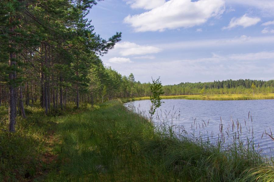 Озеро Орловское - гидрологический памятник природы Кировской области, находится в Кумёнском районе, в лесах на другой стороне реки Ивкины, напротив санатория Сосновый бор