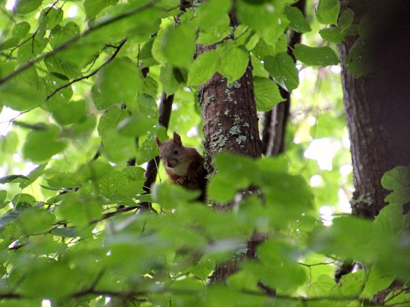 Белочка наблюдает за нами с высокого дерева