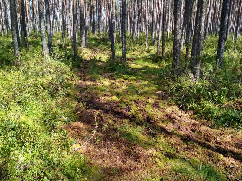 Тропинка в сфагновом болоте у озера Орловское