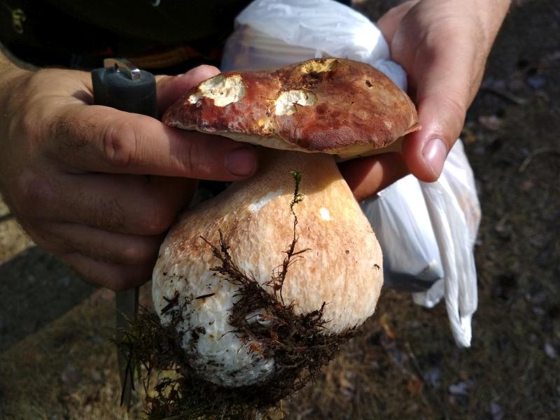 Большой красивый белый гриб