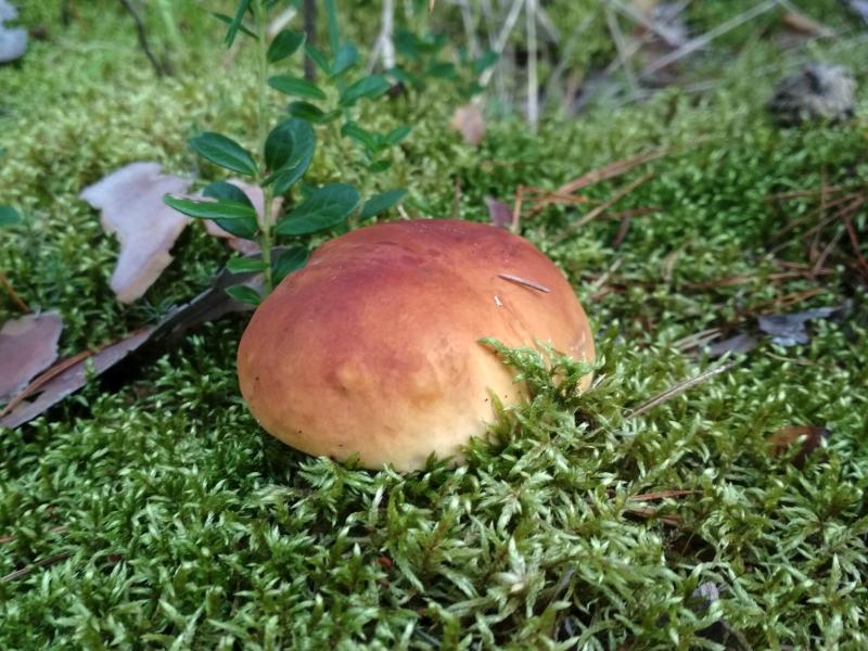 Белый гриб, прячущийся в сфагновых мхах