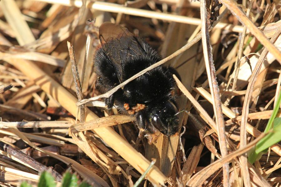 Каменный шмель (лат. Bombus lapidarius), самка - тёмный, чёрный шмель с ярко-оранжевым кончиком брюшка, поражённый паразитическими клещами