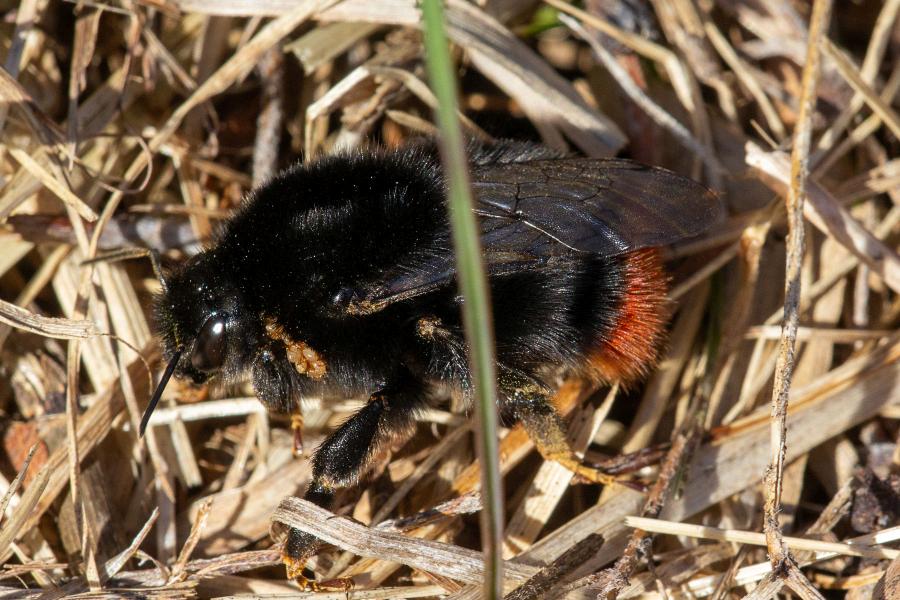 Каменный шмель (лат. Bombus lapidarius), самка - тёмный, чёрный шмель с ярко-оранжевым кончиком брюшка, поражённый паразитическими клещами