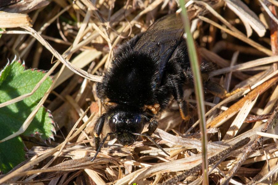 Каменный шмель (лат. Bombus lapidarius), самка - тёмный, чёрный шмель с ярко-оранжевым кончиком брюшка, поражённый паразитическими клещами