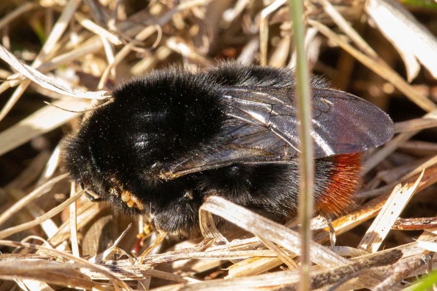 Каменный шмель (лат. Bombus lapidarius), самка - тёмный, чёрный шмель с ярко-оранжевым кончиком брюшка, поражённый паразитическими клещами